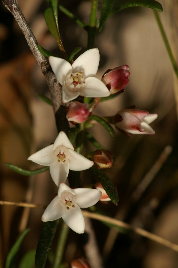 Boronia nana
